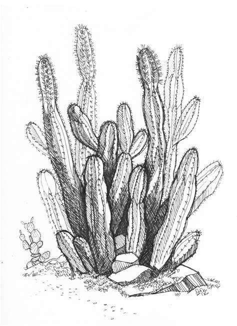 Desert Plants Drawings - Drawing.rjuuc.edu.np