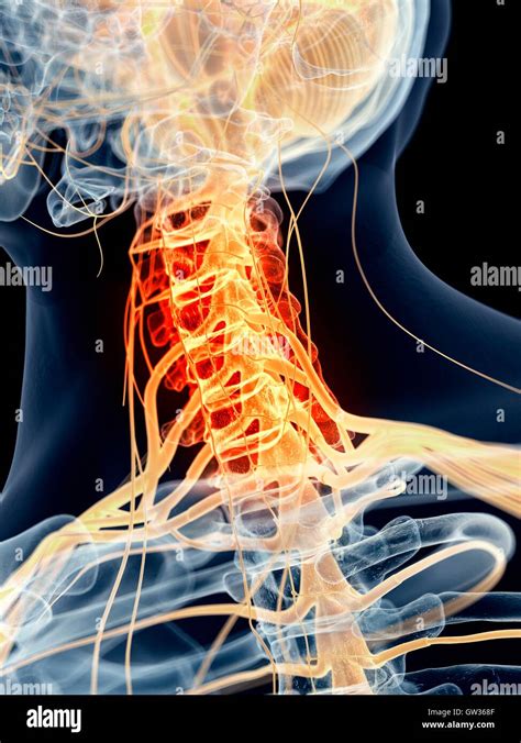 Cervical Spinal Nerves Stock Photos & Cervical Spinal Nerves Stock ...