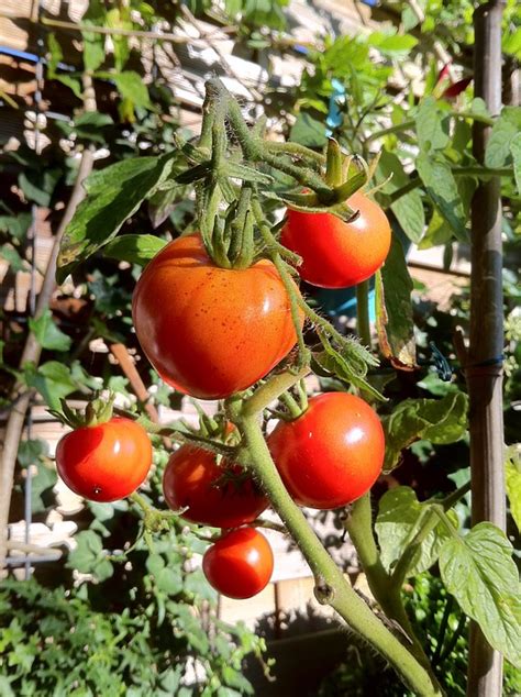 Bush Tomatoes Tomato · Free photo on Pixabay