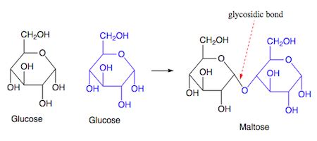 Glycosidic Bond Formation Mechanism