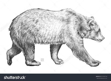 grizzly bear, hand drawn sketch of bear walking, dangerous wildlife ...