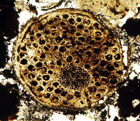 How Did Multicellular Life Evolve? | News | Astrobiology