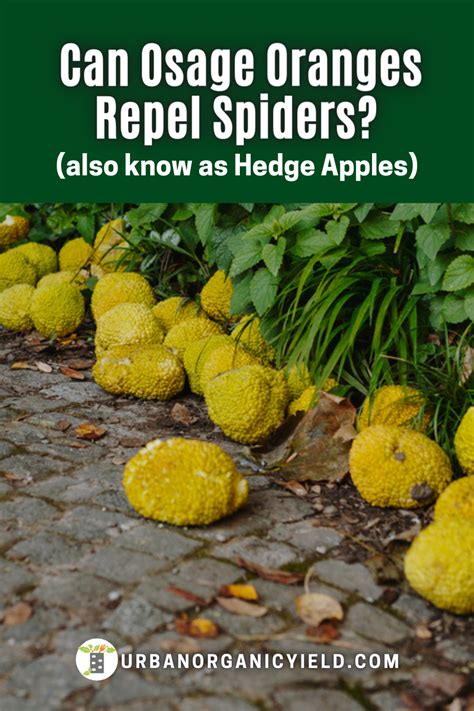 Osage Orange Uses Spiders | Hedge apples, Hedges, Hedge apples uses