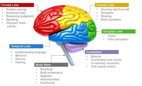 Parts of the Brain & Function - Anatomy Info