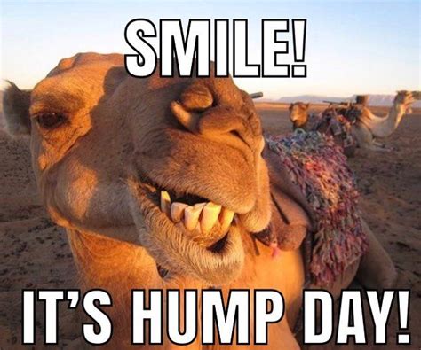 Happy Hump Day!! It’s all downhill from here! | Happy hump day meme, Hump day quotes funny ...