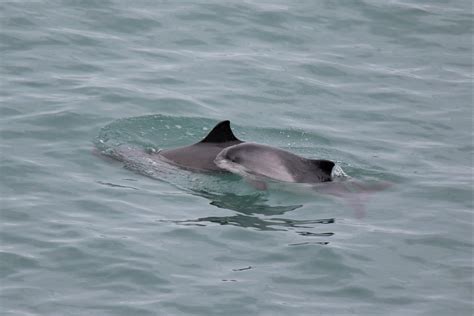 Harbour Porpoise Facts | Guide | Sea Trust