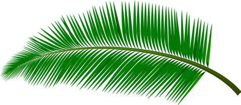 Coconut Leaf Vector Images (over 26,000)