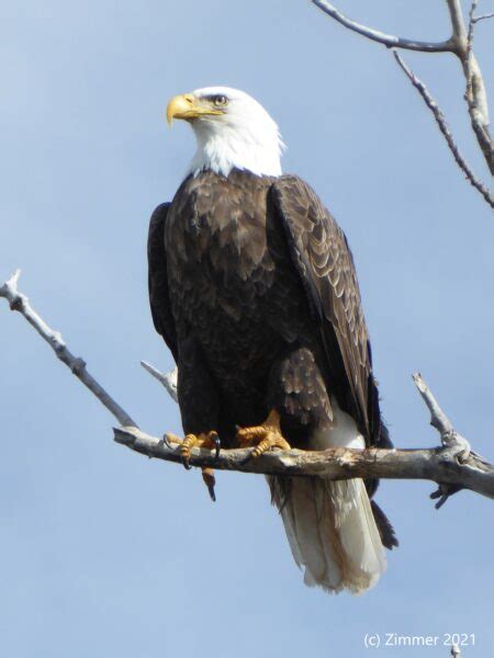 How to Spot the Differences Between Eagles and Hawks – Colorado Virtual Library