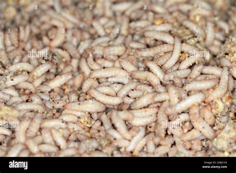 Hermetia illucens - Black soldier fly larvae in feeding plate with organic waste, Insect farm ...