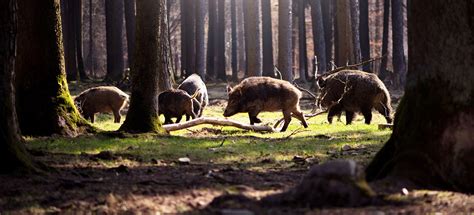 Hog-Hunting-Okeechobee-SouthFloridaFishingandHunting.com | South ...