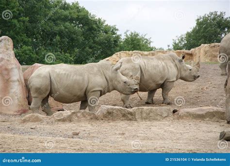 Rino stock photo. Image of field, game, african, conservation - 21536104