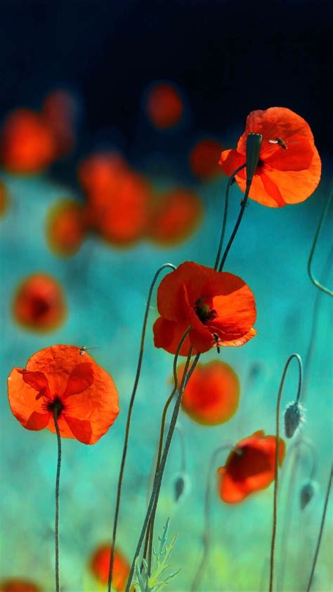 Red poppies | Poppy wallpaper, Ipod wallpaper, Red poppies