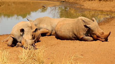 33 Wildlife Photos of Swaziland - David's Been Here