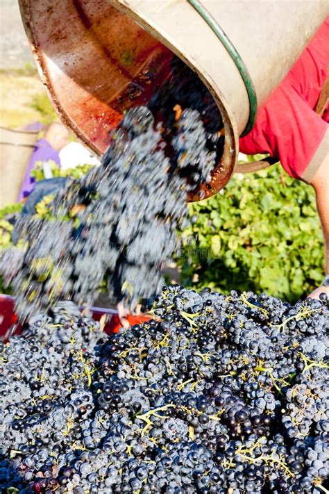 Wine harvest stock photo. Image of roussillon, agriculture - 28527036