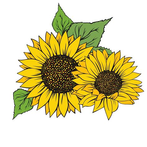 Sunflower isolated on white background 2462595 Vector Art at Vecteezy