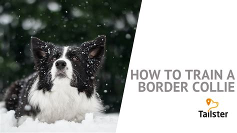 How To Train A Border Collie