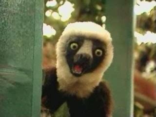 Zoboomafoo | Creatures and Species Wikia | Fandom