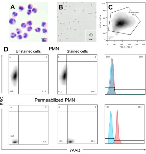 Morphological and Compositional Analysis of Neutrophil Extracellular Traps Induced by Microbial ...