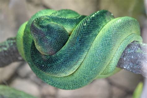 emerald tree boa (3) - Texas State Aquarium