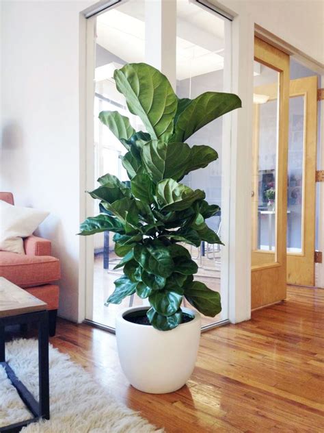 Table top picks: 8 Plants for Your Office Life x The Sill | Home Sweet ...