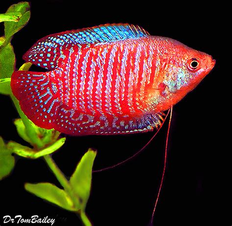 Premium MALE Young Dwarf Gourami