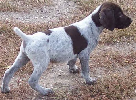 Rules of the Jungle: The English pointer puppies