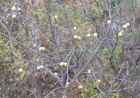 Tree Black Walnut – Tree Pictures BLog