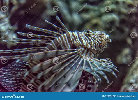 Lionfish Pterois Miles, Scorpaeniformes Stock Image - Image of conservation, animalia: 173891077