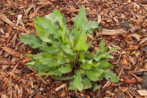 Everything You Always Wanted to Know About Dock (Rumex species)