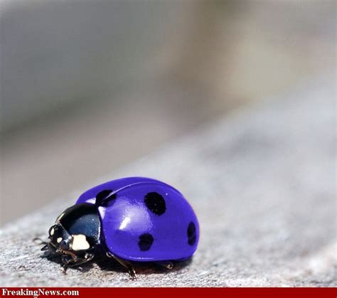 Blue Ladybug | Ladybug pictures, Purple ladybugs, Funny ladybugs