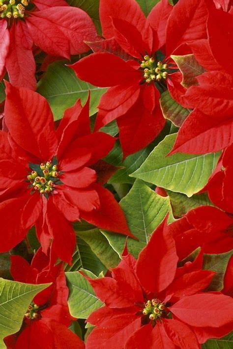 53 Poinsettias Colors ideas | poinsettia, christmas flowers, flowers