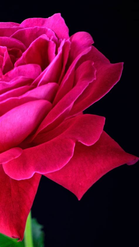 Pink Rose Dark Background iPhone, Magenta Roses HD phone wallpaper | Pxfuel