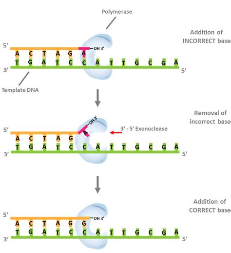 So Many DNA Polymerases, So Little Time | GoldBio