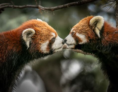 Panda vermelho: curiosidades, características e habitat