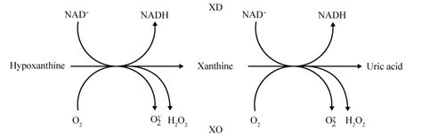 Determination of Xanthine Oxidase | Open Access Journals