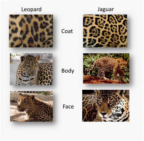 Panther Vs Jaguar Vs Leopard, HD Png Download , Transparent Png Image - PNGitem