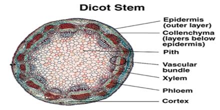 Internal Structure of Dicot Stem - QS Study