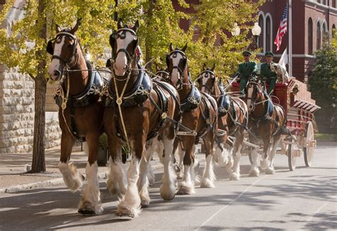 The Budweiser Clydesdales are trotting into Birmingham—Veterans Day Parade + more | Bham Now