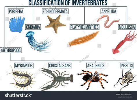 Examples Of Invertebrates