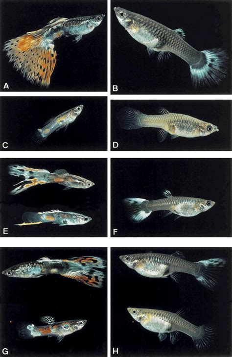 Genetic Basis of the Variegated Tail Pattern in the Guppy, Poecilia reticulata