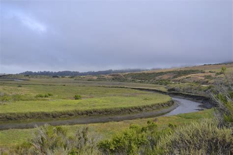 Native Plant Series #6: Estuarine and Salt Marsh