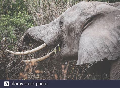 Loxodonta Cyclotis Baby High Resolution Stock Photography and Images - Alamy