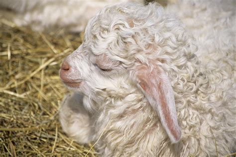 Angora Goat Kid Photograph by David Aubrey - Fine Art America