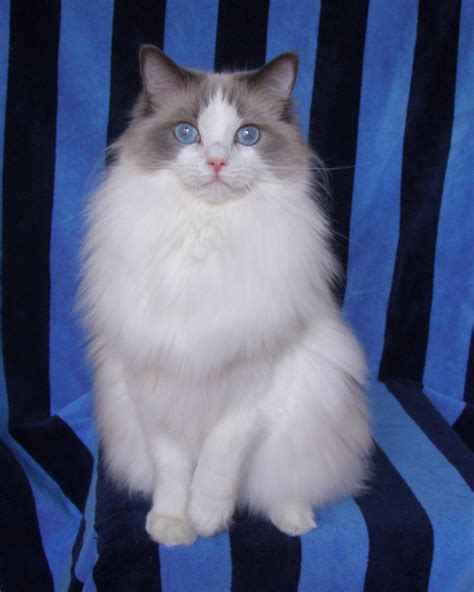 Emi. A blue bicolor ragdoll. Beautiful Cats, Animals Beautiful, Animals And Pets, Cute Animals ...