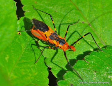 Assassin Bug in Florida Everglades