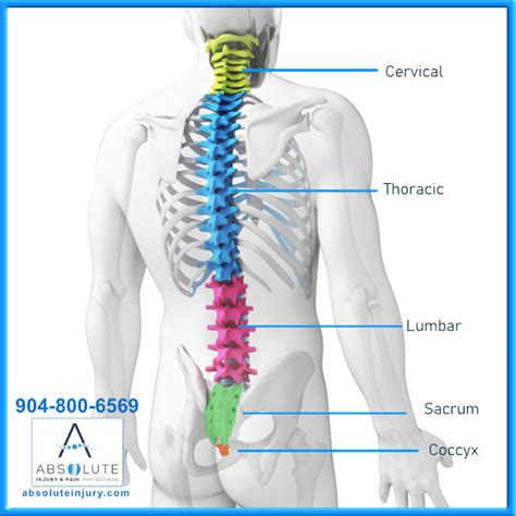 Knowing Your Spine Anatomy – Absolute Injury and Pain Physicians