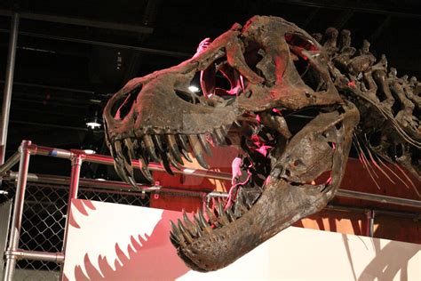 Tyrannosaurus Rex Skull - Natural History Museum by squirrelismyfriend ...