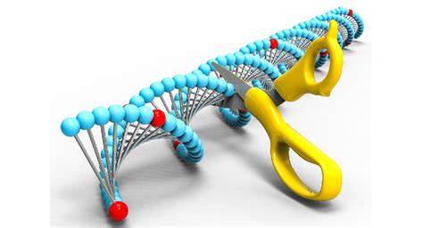 Restriction Enzymes - The Definitive Guide | Biology Dictionary