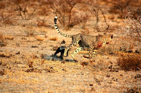 Honey Badger vs. Cheetah | Damn Nature, You Scary! | Know Your Meme