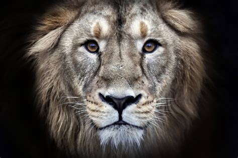 4K Lion Wallpapers - Top Free 4K Lion Backgrounds - WallpaperAccess